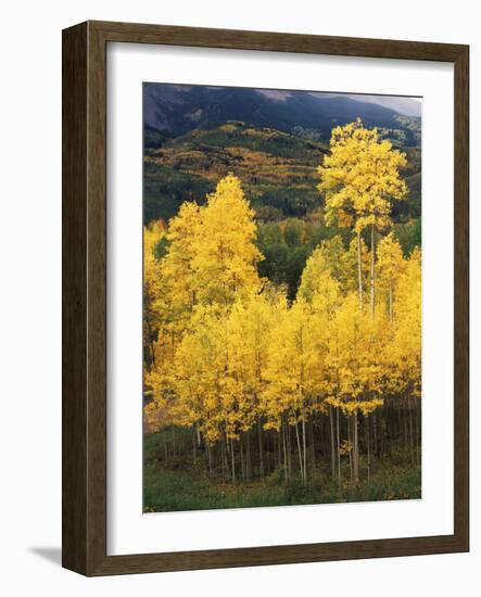 View of Autumn Aspen Grove on Mountain, Telluride, Colorado, USA-Stuart Westmorland-Framed Photographic Print