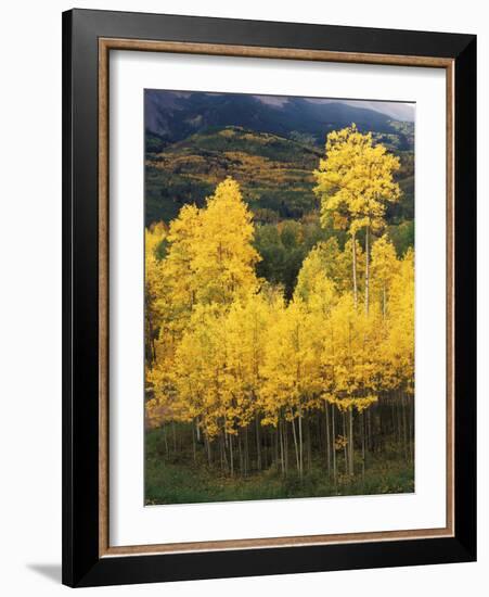 View of Autumn Aspen Grove on Mountain, Telluride, Colorado, USA-Stuart Westmorland-Framed Photographic Print