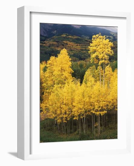 View of Autumn Aspen Grove on Mountain, Telluride, Colorado, USA-Stuart Westmorland-Framed Photographic Print