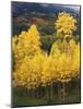 View of Autumn Aspen Grove on Mountain, Telluride, Colorado, USA-Stuart Westmorland-Mounted Photographic Print