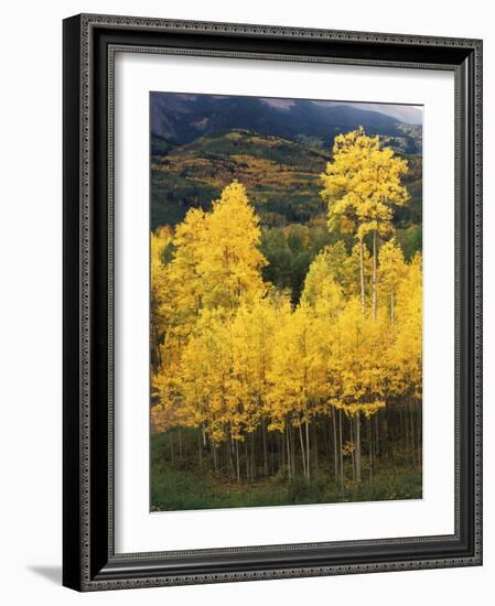 View of Autumn Aspen Grove on Mountain, Telluride, Colorado, USA-Stuart Westmorland-Framed Photographic Print