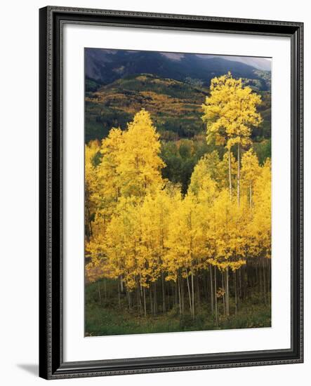 View of Autumn Aspen Grove on Mountain, Telluride, Colorado, USA-Stuart Westmorland-Framed Photographic Print