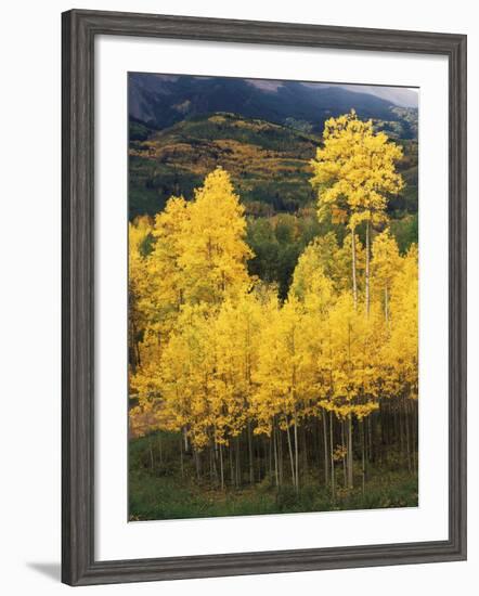 View of Autumn Aspen Grove on Mountain, Telluride, Colorado, USA-Stuart Westmorland-Framed Photographic Print