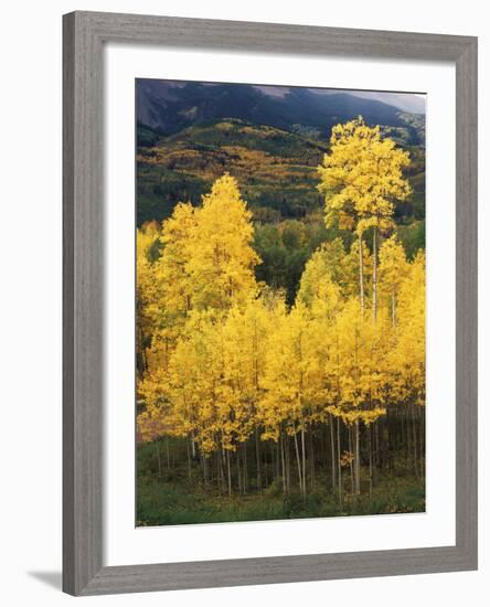 View of Autumn Aspen Grove on Mountain, Telluride, Colorado, USA-Stuart Westmorland-Framed Photographic Print