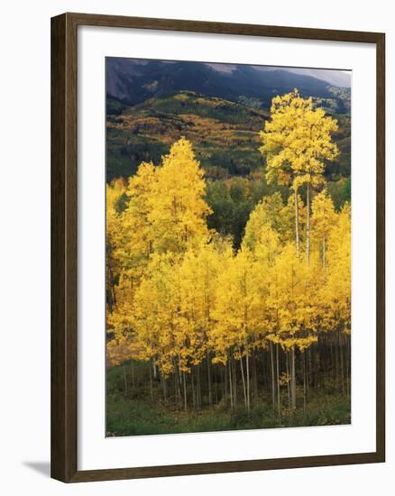 View of Autumn Aspen Grove on Mountain, Telluride, Colorado, USA-Stuart Westmorland-Framed Photographic Print