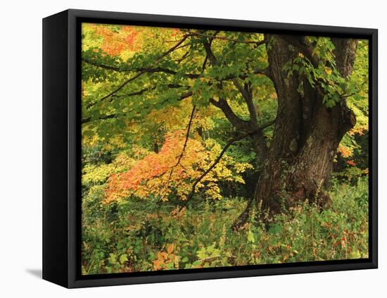 View of Autumn Forest, Vermont, USA-Walter Bibikow-Framed Premier Image Canvas