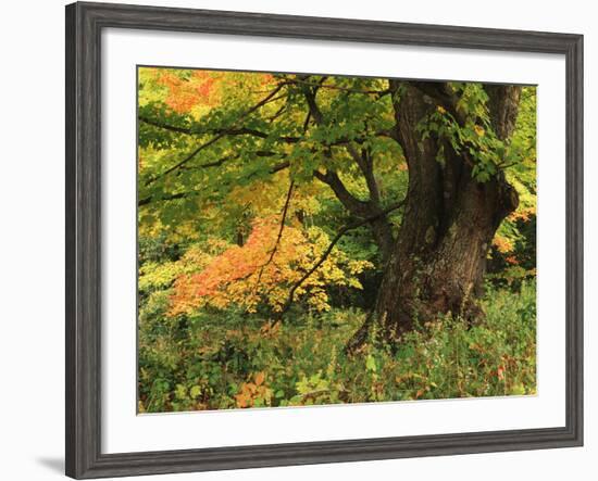 View of Autumn Forest, Vermont, USA-Walter Bibikow-Framed Photographic Print