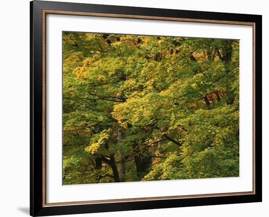 View of Autumn Forest, Vermont, USA-Walter Bibikow-Framed Photographic Print