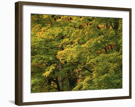 View of Autumn Forest, Vermont, USA-Walter Bibikow-Framed Photographic Print