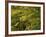 View of Autumn Forest, Vermont, USA-Walter Bibikow-Framed Photographic Print