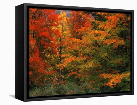 View of Autumn Forest, Vermont, USA-Walter Bibikow-Framed Premier Image Canvas