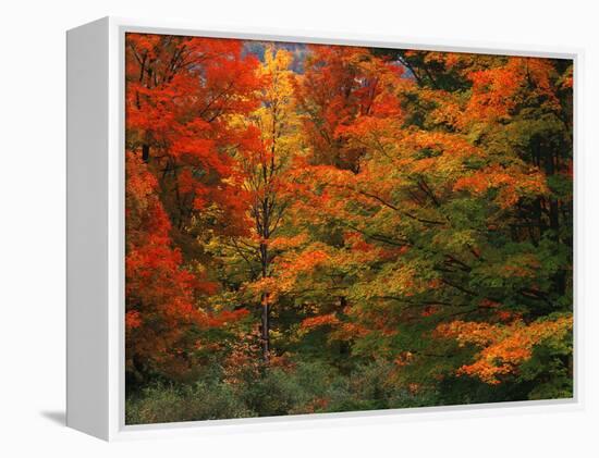 View of Autumn Forest, Vermont, USA-Walter Bibikow-Framed Premier Image Canvas