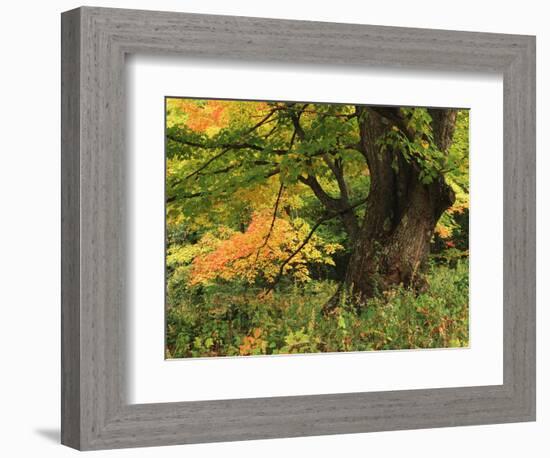 View of Autumn Forest, Vermont, USA-Walter Bibikow-Framed Photographic Print