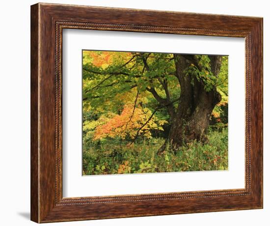 View of Autumn Forest, Vermont, USA-Walter Bibikow-Framed Photographic Print