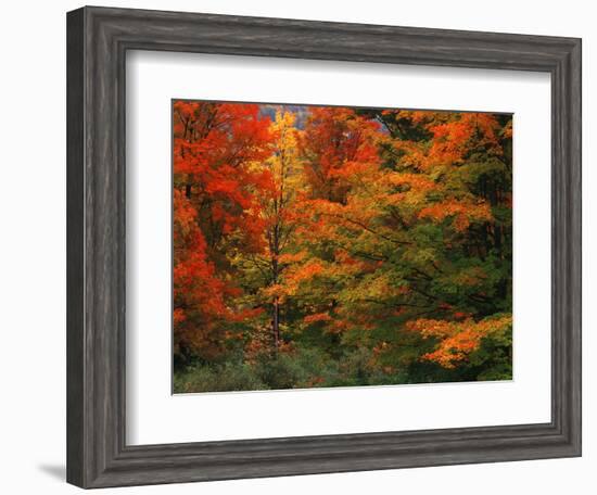 View of Autumn Forest, Vermont, USA-Walter Bibikow-Framed Photographic Print