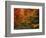 View of Autumn Forest, Vermont, USA-Walter Bibikow-Framed Photographic Print