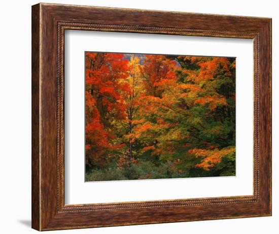 View of Autumn Forest, Vermont, USA-Walter Bibikow-Framed Photographic Print