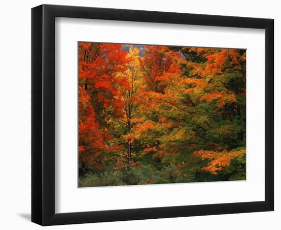 View of Autumn Forest, Vermont, USA-Walter Bibikow-Framed Photographic Print