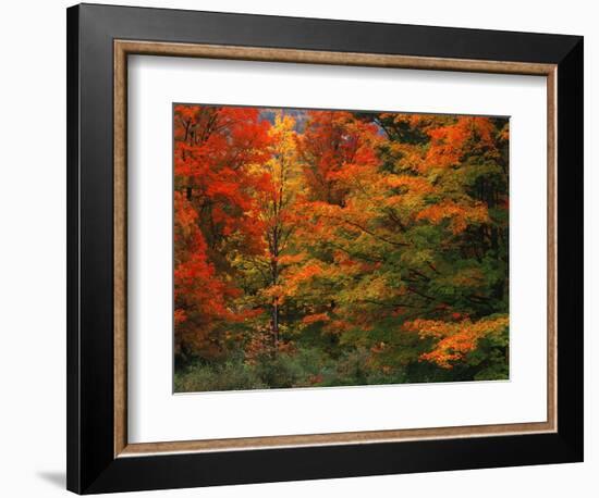 View of Autumn Forest, Vermont, USA-Walter Bibikow-Framed Photographic Print