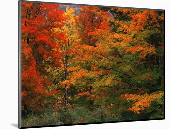 View of Autumn Forest, Vermont, USA-Walter Bibikow-Mounted Photographic Print