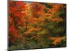 View of Autumn Forest, Vermont, USA-Walter Bibikow-Mounted Photographic Print