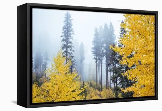 View of autumn trees on forest, Leavenworth, Washington, USA-Panoramic Images-Framed Premier Image Canvas