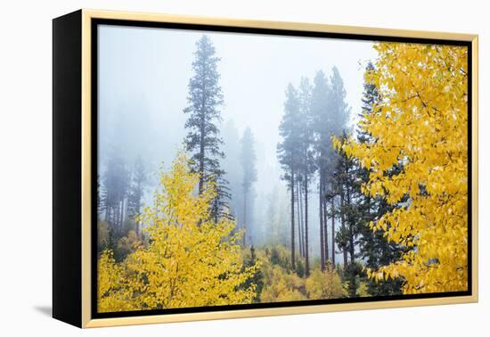 View of autumn trees on forest, Leavenworth, Washington, USA-Panoramic Images-Framed Premier Image Canvas