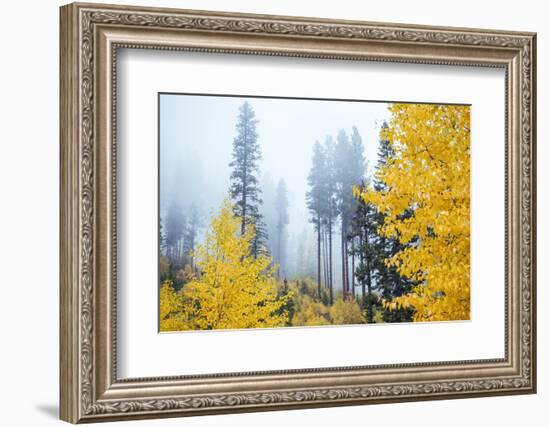 View of autumn trees on forest, Leavenworth, Washington, USA-Panoramic Images-Framed Photographic Print