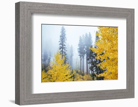 View of autumn trees on forest, Leavenworth, Washington, USA-Panoramic Images-Framed Photographic Print