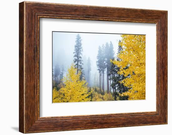 View of autumn trees on forest, Leavenworth, Washington, USA-Panoramic Images-Framed Photographic Print