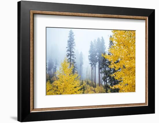 View of autumn trees on forest, Leavenworth, Washington, USA-Panoramic Images-Framed Photographic Print