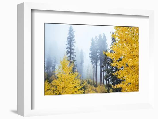 View of autumn trees on forest, Leavenworth, Washington, USA-Panoramic Images-Framed Photographic Print