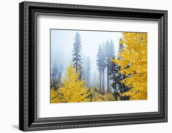 View of autumn trees on forest, Leavenworth, Washington, USA-Panoramic Images-Framed Photographic Print