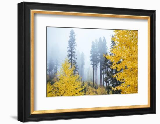 View of autumn trees on forest, Leavenworth, Washington, USA-Panoramic Images-Framed Photographic Print