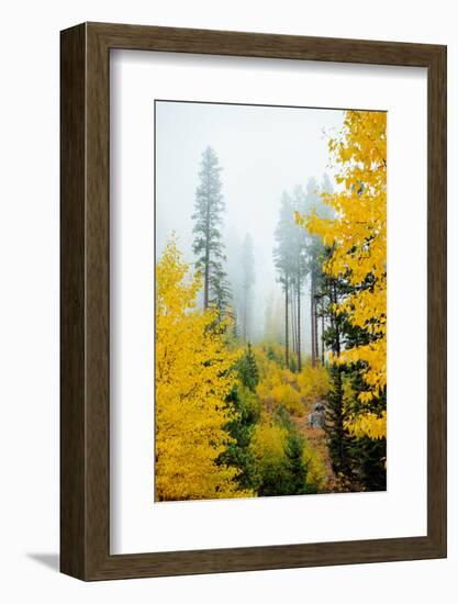 View of autumn trees on forest, Leavenworth, Washington, USA-Panoramic Images-Framed Photographic Print