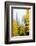 View of autumn trees on forest, Leavenworth, Washington, USA-Panoramic Images-Framed Photographic Print