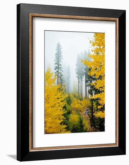 View of autumn trees on forest, Leavenworth, Washington, USA-Panoramic Images-Framed Photographic Print