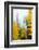 View of autumn trees on forest, Leavenworth, Washington, USA-Panoramic Images-Framed Photographic Print