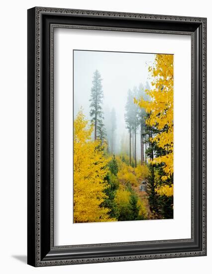 View of autumn trees on forest, Leavenworth, Washington, USA-Panoramic Images-Framed Photographic Print