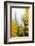 View of autumn trees on forest, Leavenworth, Washington, USA-Panoramic Images-Framed Photographic Print