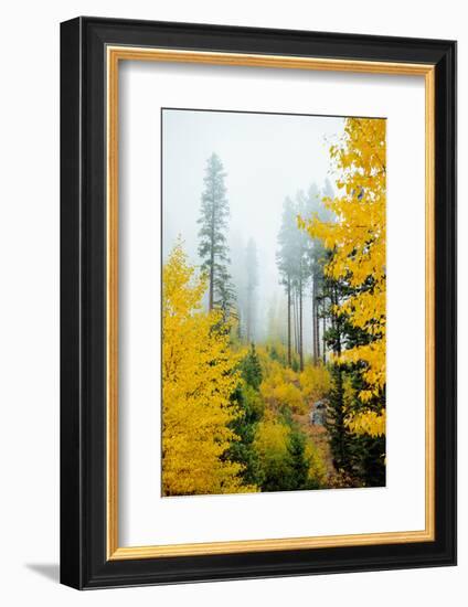 View of autumn trees on forest, Leavenworth, Washington, USA-Panoramic Images-Framed Photographic Print