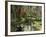 View of Azaleas and Cypresses Magnolia Plantation, Charleston, South Carolina, USA-Adam Jones-Framed Photographic Print