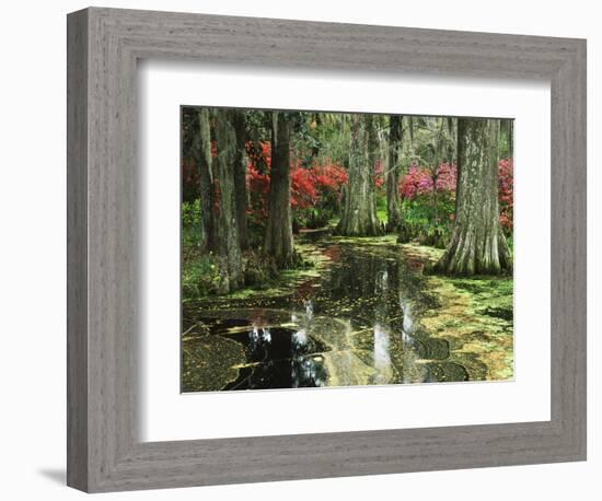 View of Azaleas and Cypresses Magnolia Plantation, Charleston, South Carolina, USA-Adam Jones-Framed Photographic Print