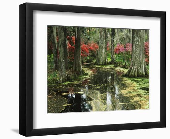 View of Azaleas and Cypresses Magnolia Plantation, Charleston, South Carolina, USA-Adam Jones-Framed Photographic Print