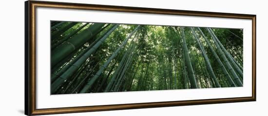 View of Bamboo Trees, Arashiyama, Kyoto Prefecture, Kinki Region, Honshu, Japan-null-Framed Photographic Print