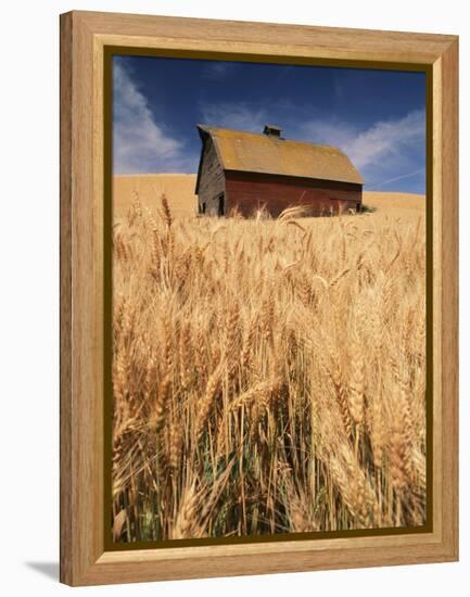 View of Barn Surrounded with Wheat Field, Palouse, Washington State, USA-Stuart Westmorland-Framed Premier Image Canvas