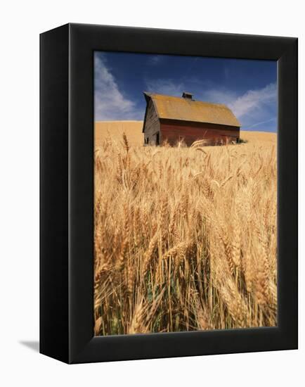 View of Barn Surrounded with Wheat Field, Palouse, Washington State, USA-Stuart Westmorland-Framed Premier Image Canvas