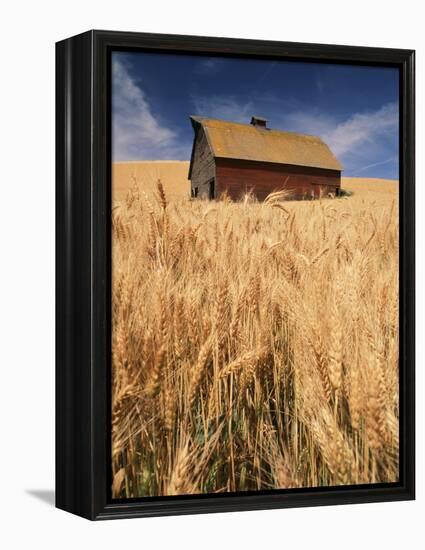 View of Barn Surrounded with Wheat Field, Palouse, Washington State, USA-Stuart Westmorland-Framed Premier Image Canvas
