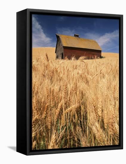 View of Barn Surrounded with Wheat Field, Palouse, Washington State, USA-Stuart Westmorland-Framed Premier Image Canvas