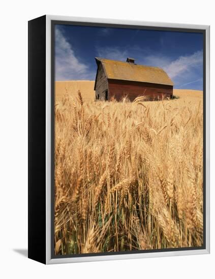 View of Barn Surrounded with Wheat Field, Palouse, Washington State, USA-Stuart Westmorland-Framed Premier Image Canvas